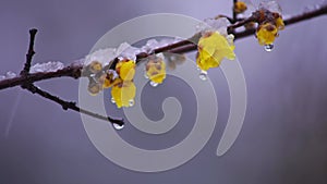 Chimonanthus praecox in snow, Japanese allspice in winter, snow-covered wintersweet