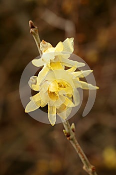 Chimonanthus Praecox (Wintersweet)