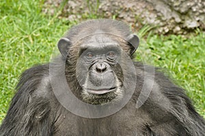 Chimp