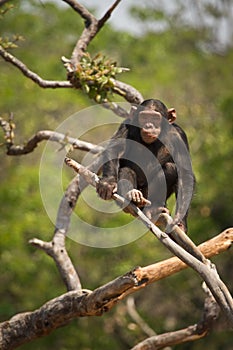 Chimp photo