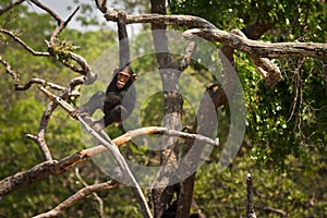 Chimp photo