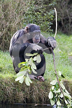 Chimpancé romper sostener 