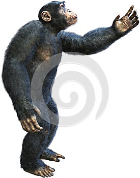 Chimp, Chimpanzee, Primate, Ape, Isolated, Reaching