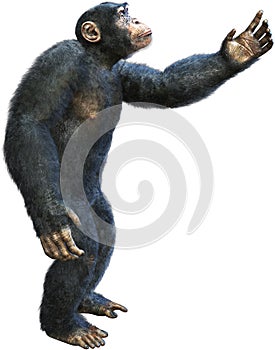 Chimp, Chimpanzee, Primate, Ape, Isolated, Reaching photo