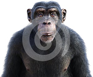 Chimp, Chimpanzee, Wildlife Animal, Isolated, Ape