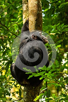 A chimp is climbing a tree in the Kibale forest