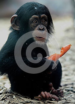 Chimp eating his carrot