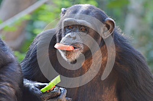 Chimp eats veggies