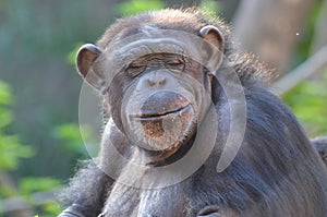 Chimp with eyes closed