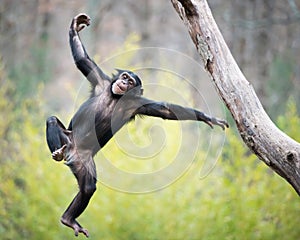 Chimp in Flight