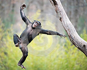 Chimp in Flight photo