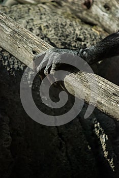 Chimp Hand in Zoo - Animal Cruelty Concept