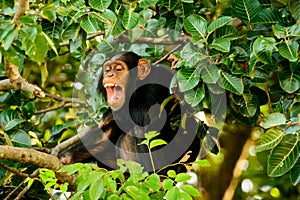 Chimp having a good laugh photo