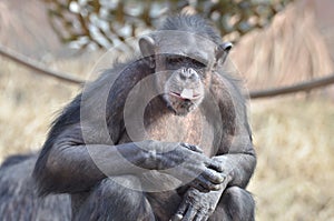 Chimp with ice 10