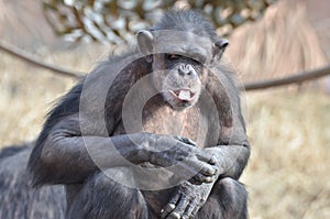 Chimp with ice 11