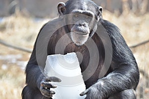 Chimp with ice 6