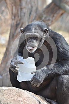 Chimp with ice 8