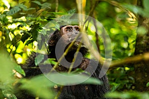 A chimp looking in the air in the Kibale forest