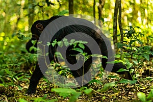 A chimp moving through the Kibale forest