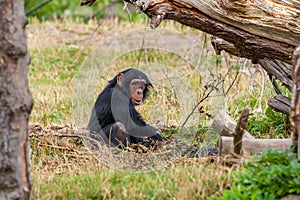 Chimp in the nature