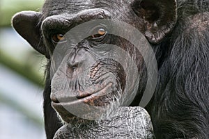 Chimp Philosopher