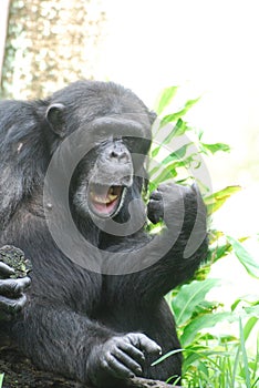 Chimp Playing an Air Guitar and Lip Synching