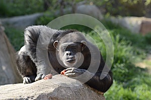 Chimp on a rock