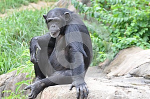 Chimp on a rock