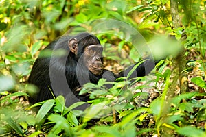 A chimp sitting on the ground in Kibale forest