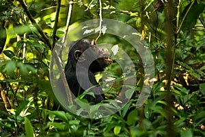 A chimp sitting on the ground in Kibale forest