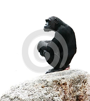 Chimp sitting on rock