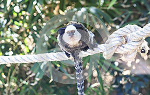 Chimp sleeping in a tree