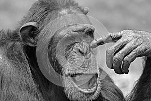 Chimp in Thought.