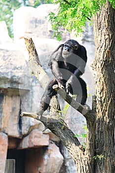 Chimp on tree