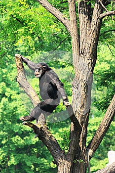Chimp on tree photo