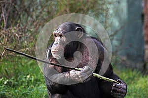 Chimp using a stick photo