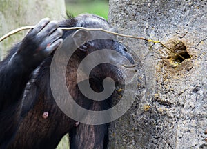 Chimp using tools