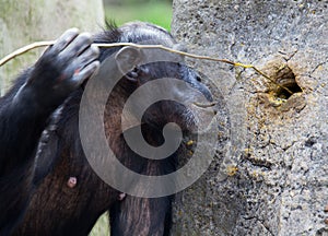 Chimp using tools photo