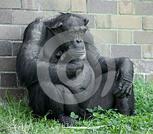 Chimp and wall