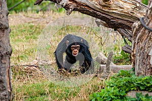 Chimp youngster in nature