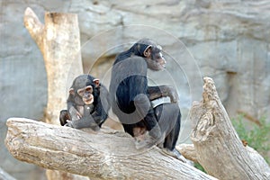Chimpance adult female sitting on trunk with her baby photo