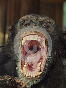 Chimpansee showing tonque