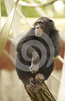 Chimpanze