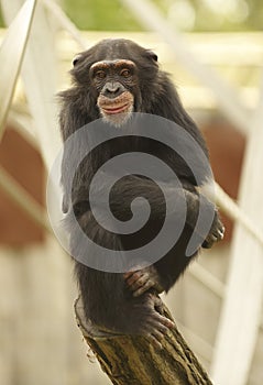 Chimpanze