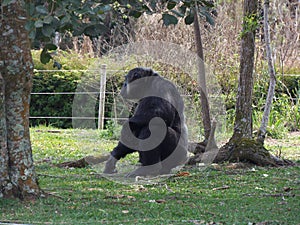 Chimpanze admiring nature, or should nature admire him?