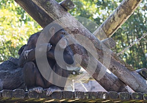 Chimpanze sitting and staring off in the distance