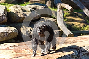 Chimpanze walking against nature background