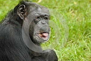 Chimpanzee