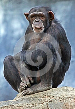 Chimpanzee photo