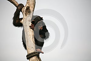 Chimpanzee